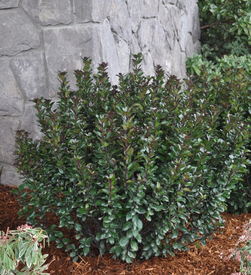 Ilex meserveae 'Little Pirate' (R)